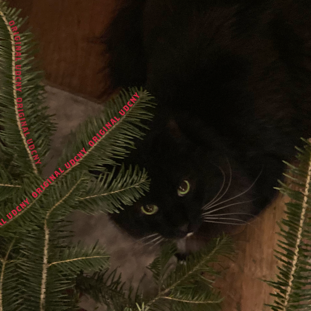 Cat (Christmas 2024)