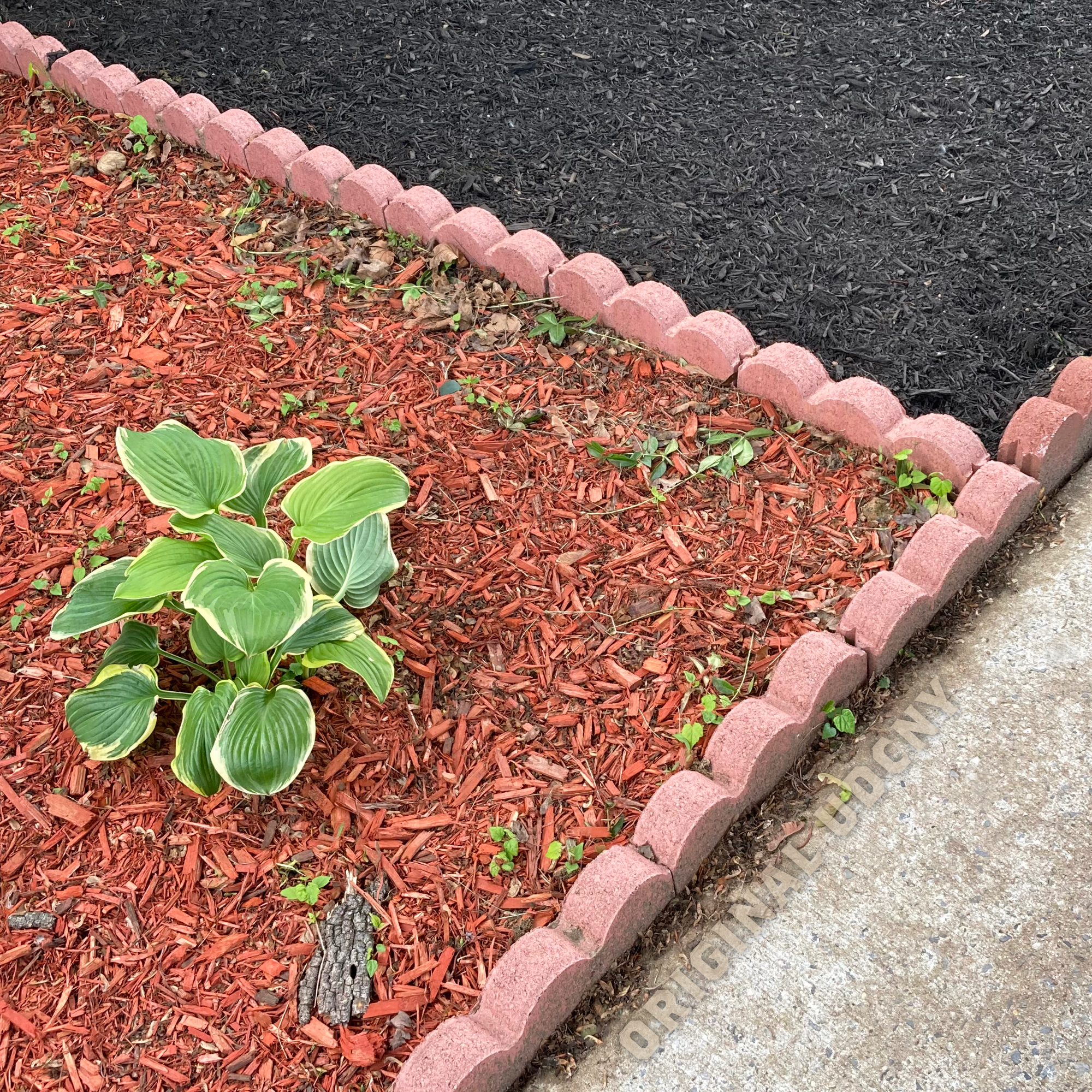 Hosta Garden